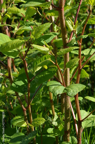 Rdestowiec japoński, zielone pędy, stanowisko roślin,  Reynoutria japonica, rdestowiec ostrokończysty