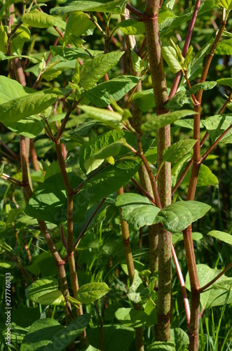 Rdestowiec japoński, zielone pędy, stanowisko roślin, Reynoutria japonica, rdestowiec ostrokończysty