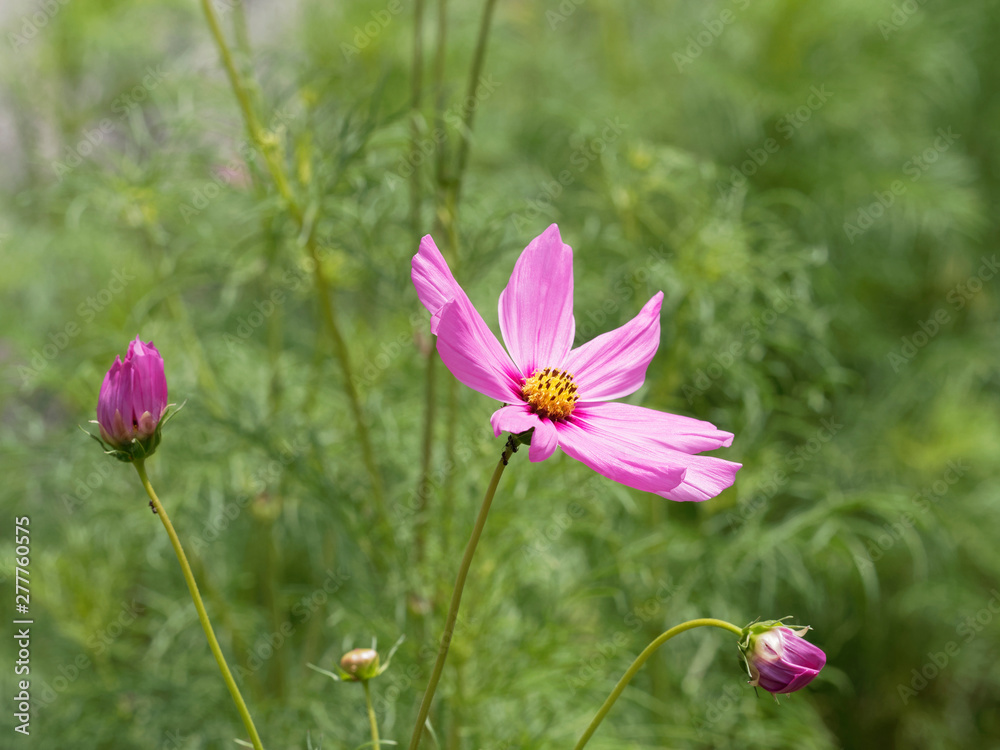 Fleur de Cosmos bipinnatus ou cosmos bipenné au capitule de couleur rose Fleur de Cosmos bipinnatus ou cosmos bipenné au capitule de couleur rose