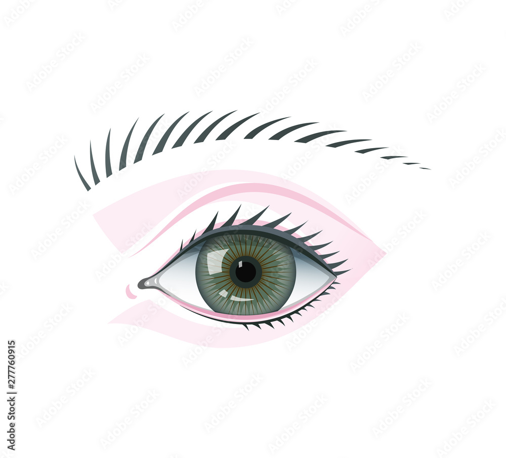 Eye and eyebrow flat vector illustration isolated template