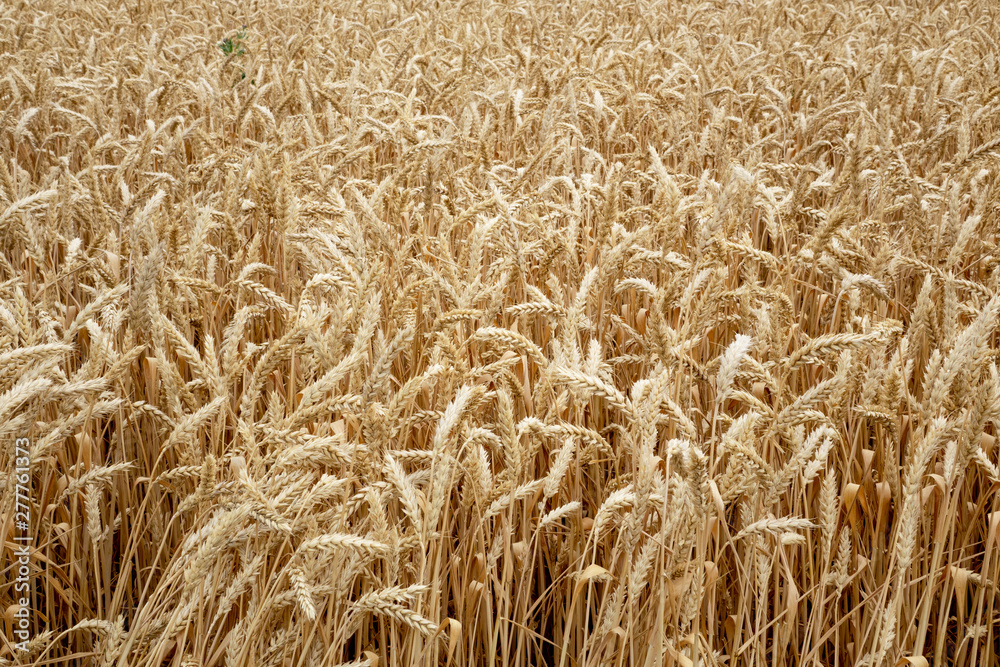Ears of wheat in the field. Harvesting on a farm in August Ears of wheat in the field. Harvesting on a farm in August