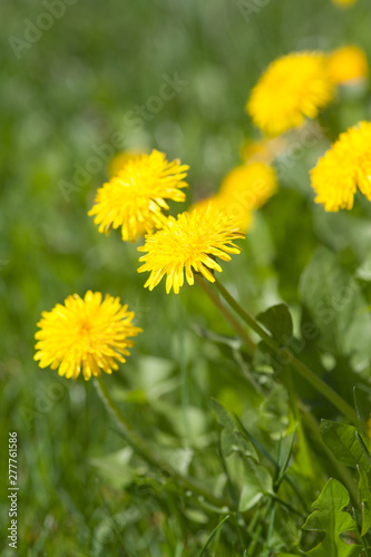 Yellow dandelions. Bright flowers dandelions on background of green spring meadows.