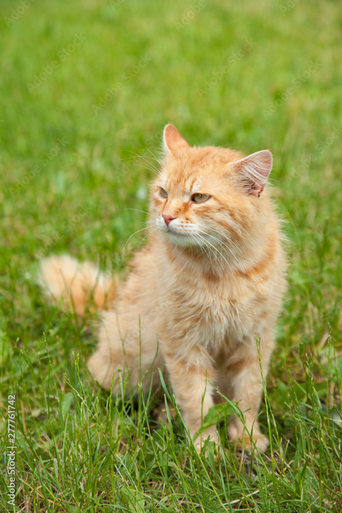 Cute red orange fluffy cat sits outdoors in the summer garden in the green grass in the sunlight