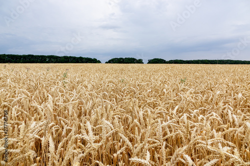 large farm field of rye before harvest. Harvesting the farm in July.