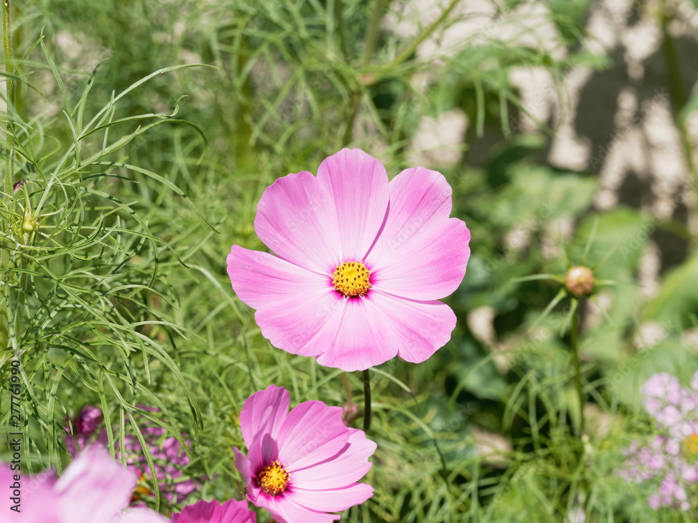 Fleur de Cosmos bipinnatus ou cosmos bipenné au capitule de couleur rose Fleur de Cosmos bipinnatus ou cosmos bipenné au capitule de couleur rose