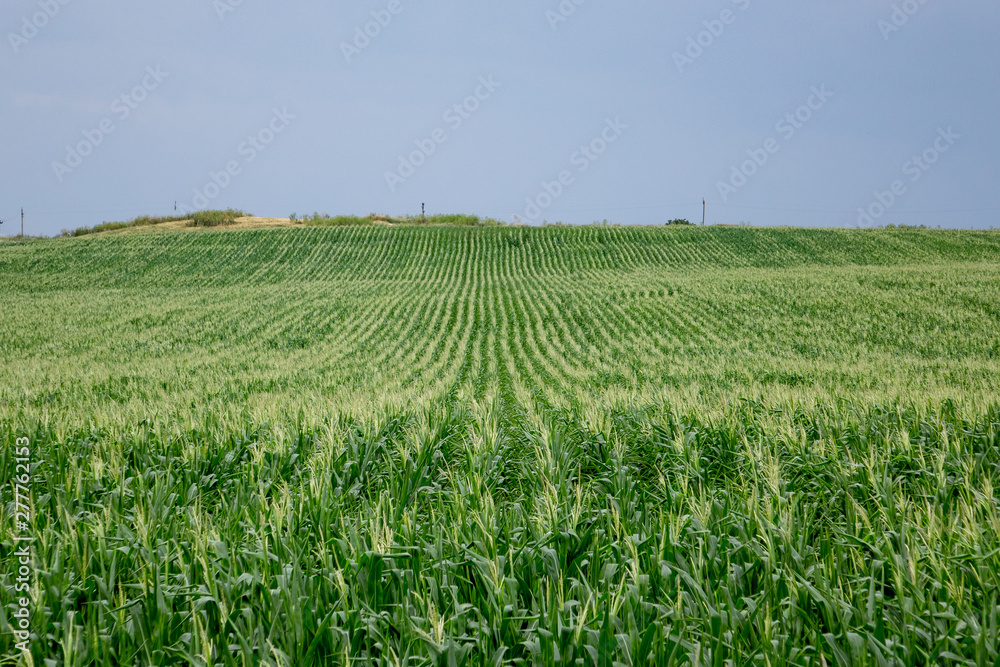 field of young green corn stretching into the distance. Horizontal frame. field of young green corn stretching into the distance. Horizontal frame.