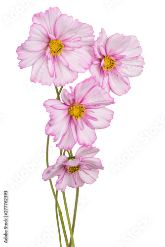 cosmos flowers isolated © _Vilor