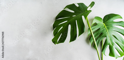 Real Tropical jungle Monstera leaves on grey concrete background. Flat lay, top view. Wide banner with copy space. © PINKASEVICH