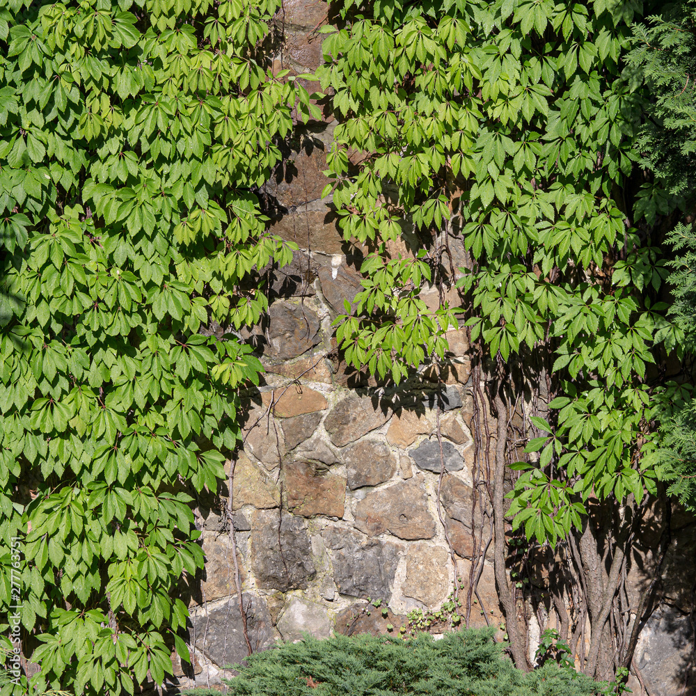 Green creeper on the old wall Green creeper on the old wall