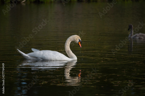A swan in a pond on the Drottningholm island in Stockholm