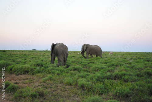 Wild Elephants in South Africa