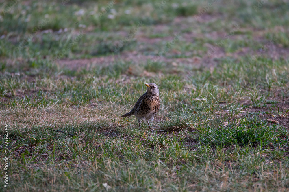 A Fieldfare on an island on the Drottningholm island in Stockholm A Fieldfare on an island on the Drottningholm island in Stockholm
