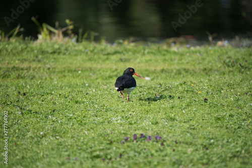 Canvas Print A Eurasian oystercatcher on an island on the Drottningholm island in stockholm