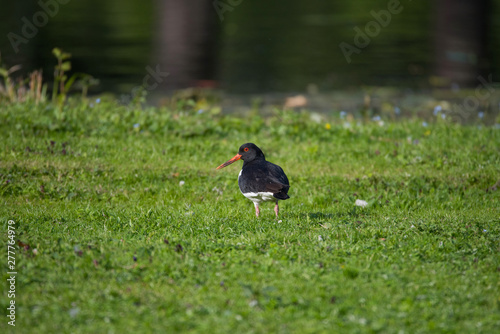 Photography A Eurasian oystercatcher on an island on the Drottningholm island in stockholm