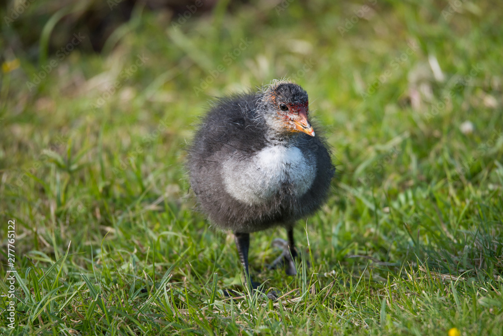 A Eurasian coot chick on the Drottningholm island in Stockholm