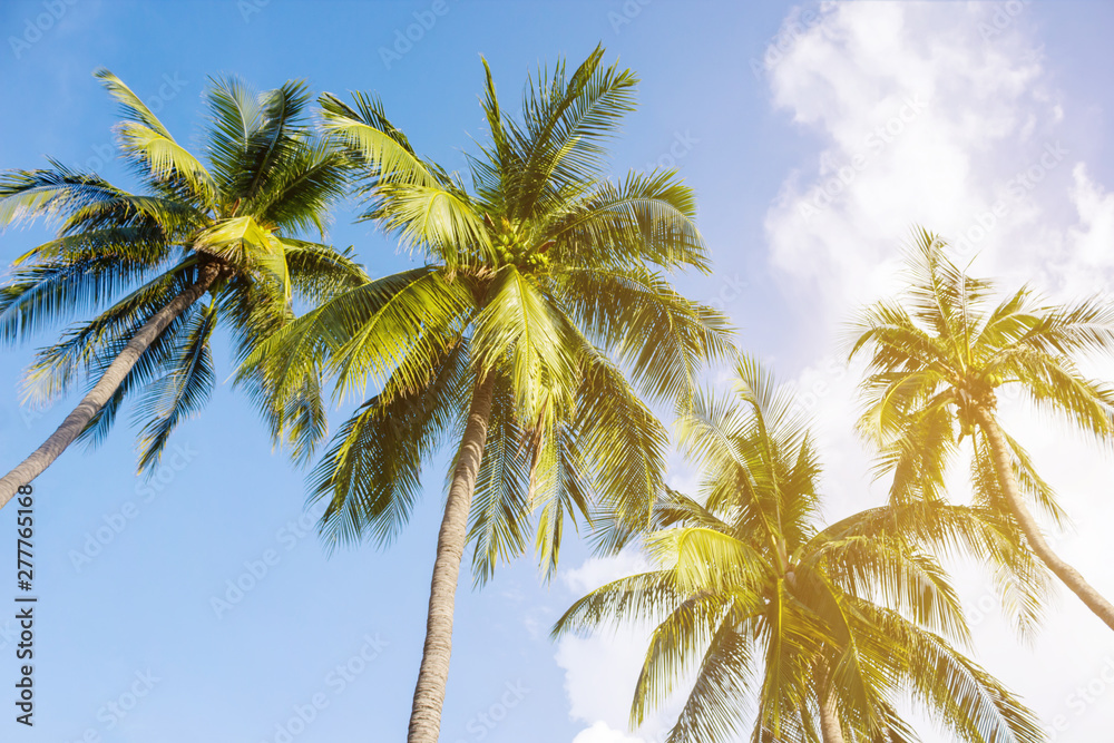 Coconut palm trees, beautiful tropical background