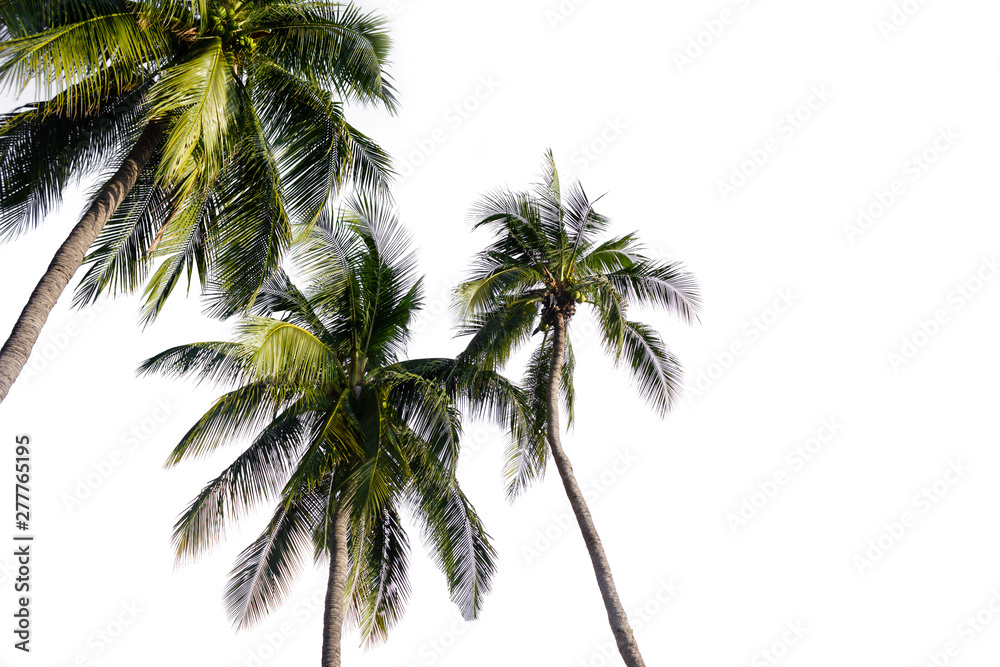 Coconut palm tree isolated on white background.