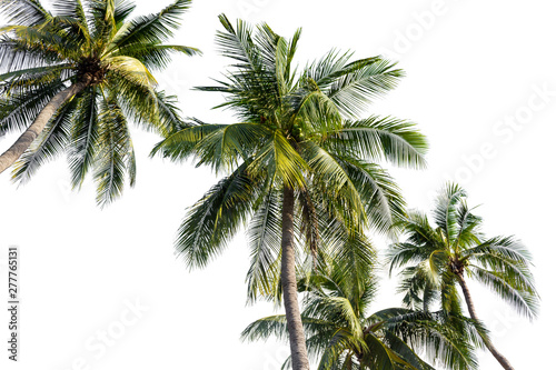 Coconut palm tree isolated on white background.