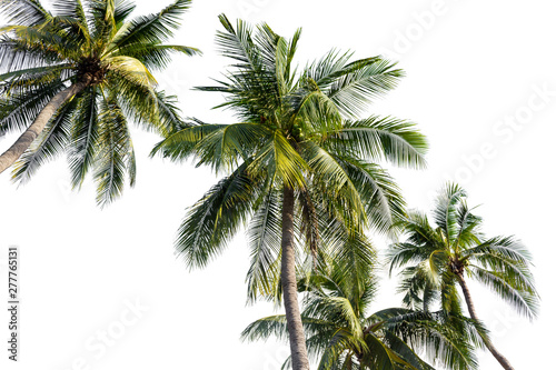 Coconut palm tree isolated on white background. © rakop_ton