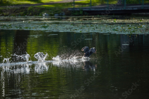 A Eurasian coot running on the water in a pond on the Drottningholm island in Stockholm