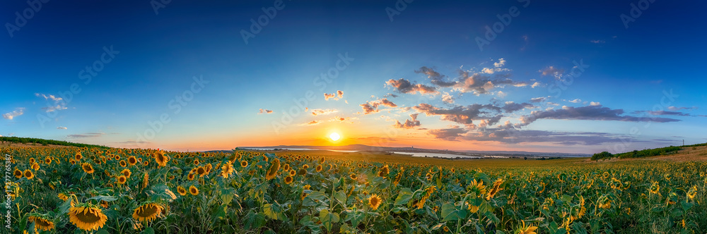 field of blooming sunflowers on a background sunset - obrazy, fototapety, plakaty 