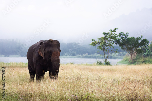 Canvas Print Asian elephant walking on dirt grassy path during cloudy summer day at Elephant