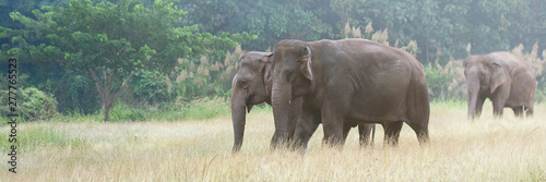 Photography Asian elephant walking on dirt grassy path during summer day at Elephant Nature