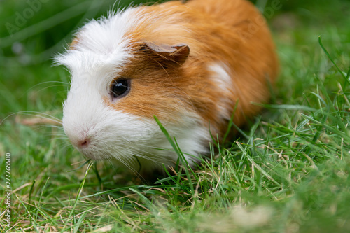 White brown guinea pig in the garden on green grass.