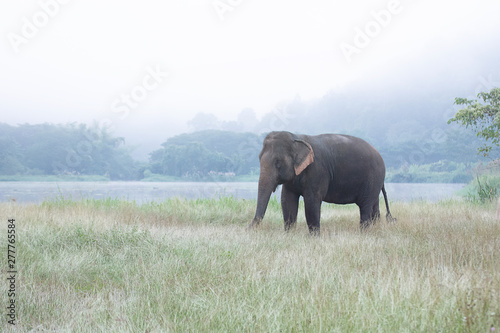 Photography Asian elephant walking on dirt grassy path during cloudy summer day at Elephant