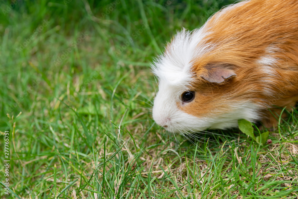 White brown guinea pig in the garden on green grass. White brown guinea pig in the garden on green grass.
