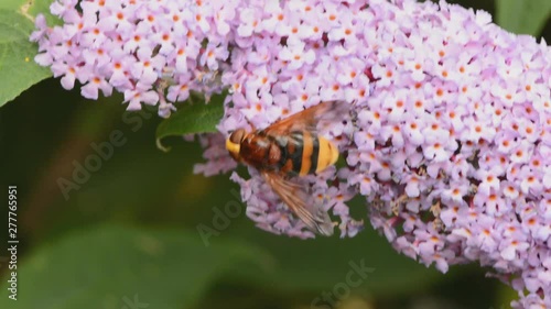 hover fly, hornet mimic, on buddleia blossom on windy day