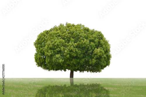 big green trees isolated on white background, tropical trees isolated used for design, advertising and architecture