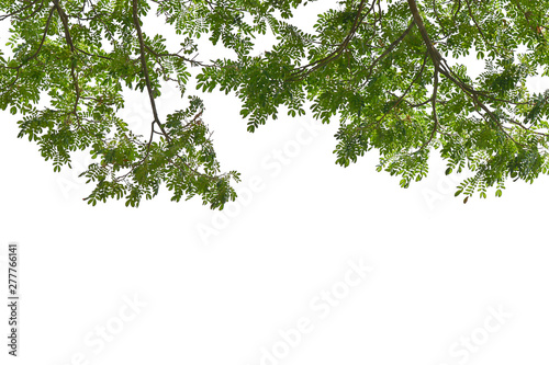 Fototapeta Naklejka Na Ścianę i Meble -  green leaf on the branches isolate on white background