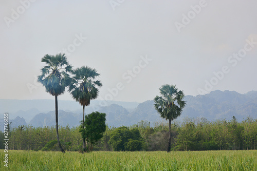 Beautiful Green Rice Field With Plam Trees Blue Sky In The Mountain Background.