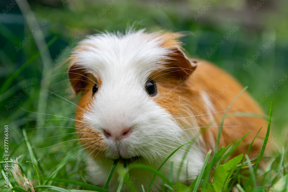 White brown guinea pig in the garden on green grass. White brown guinea pig in the garden on green grass.