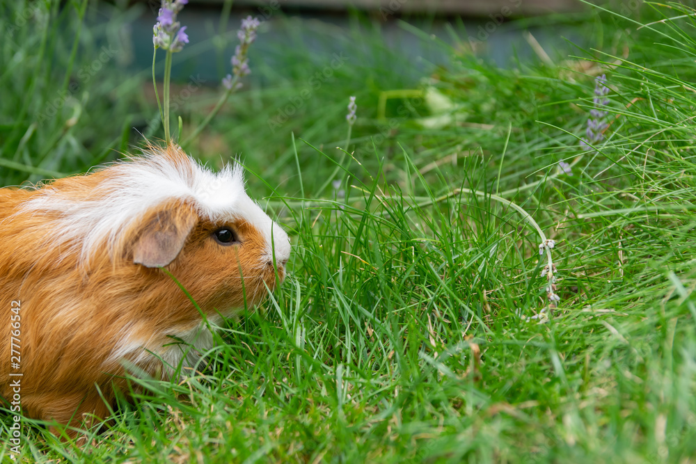 White brown guinea pig in the garden on green grass. White brown guinea pig in the garden on green grass.
