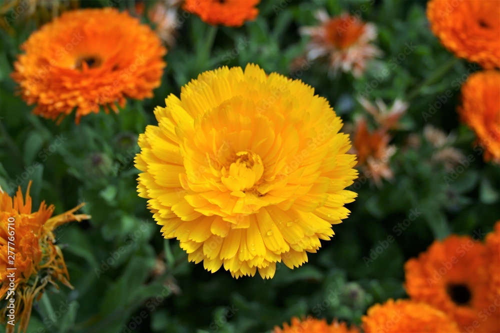 黄色 花 黄色 花