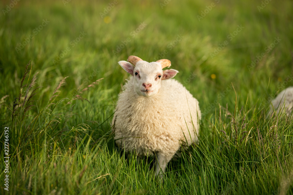 Fototapeta premium Gorgeous little lamb in green grass