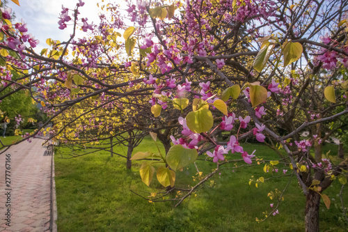 spring in the park