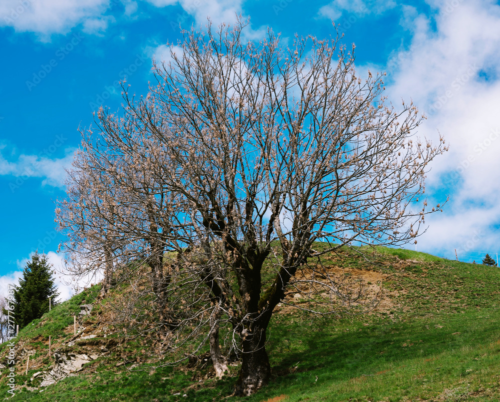 tree in spring in european alps tree in spring in european alps