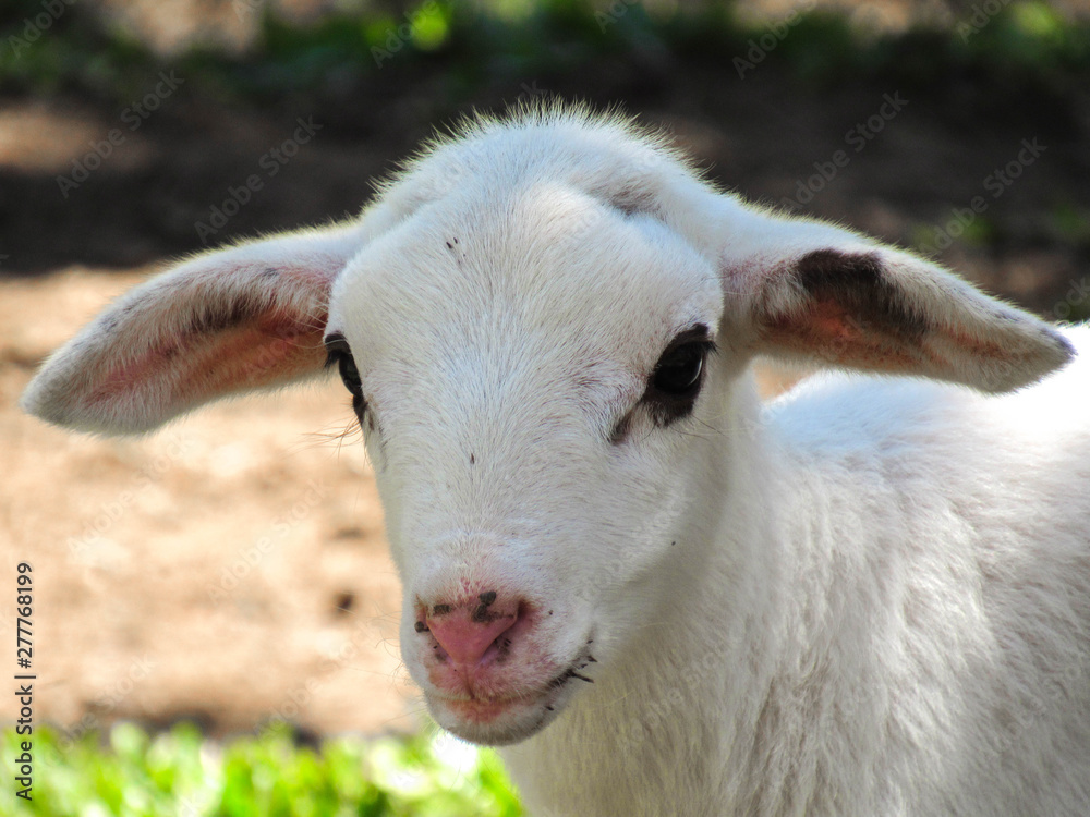 Obraz premium portrait of a sheep