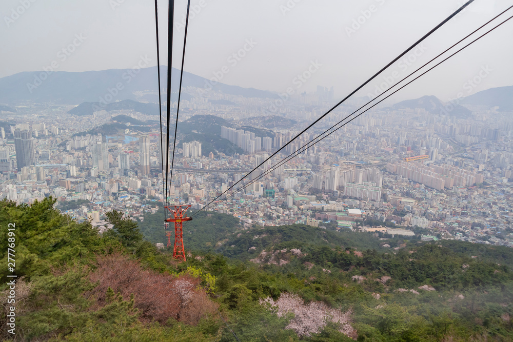Aerial view of the Busan downtown cityscape with cherry tree blossom