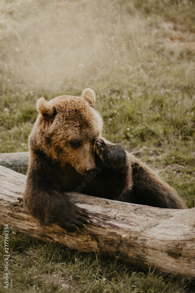Brown bear leaning on fallen tree trunk in field Brown bear leaning on fallen tree trunk in field