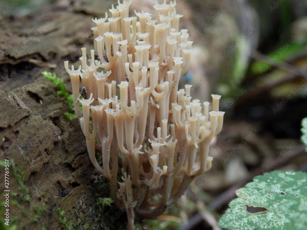 mushroom mushroom