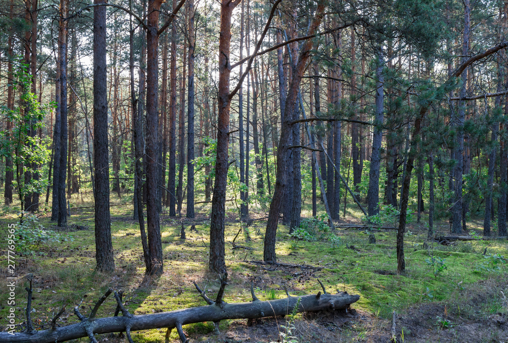 Obraz premium Summer forest in a midland Europe.