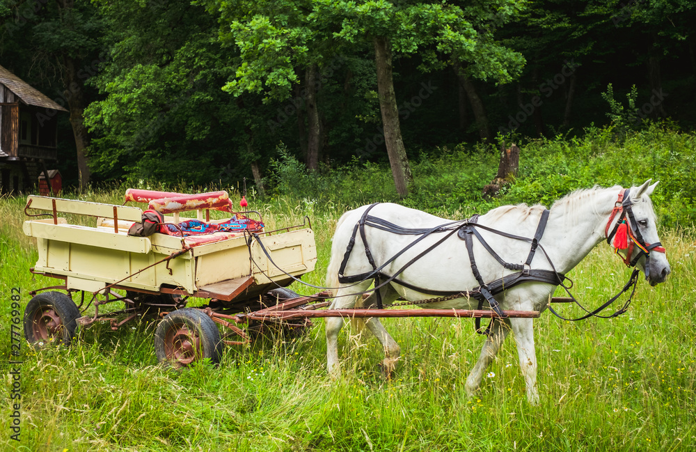 a white horse with a wooden carriage