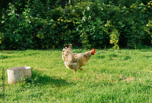 hen looking for food in the farm yard. hen stands on grass in garden and looking at camera. free-range chicken.