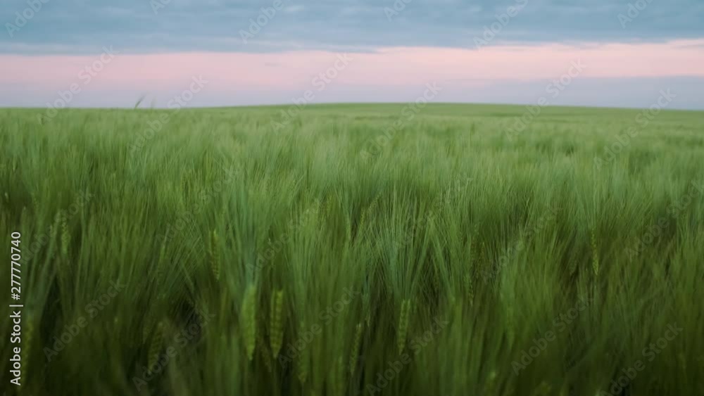 Drone View Of Grain Field. Agriculture, Farming Concept. Close-up. Drone View Of Grain Field. Agriculture, Farming Concept. Close-up.