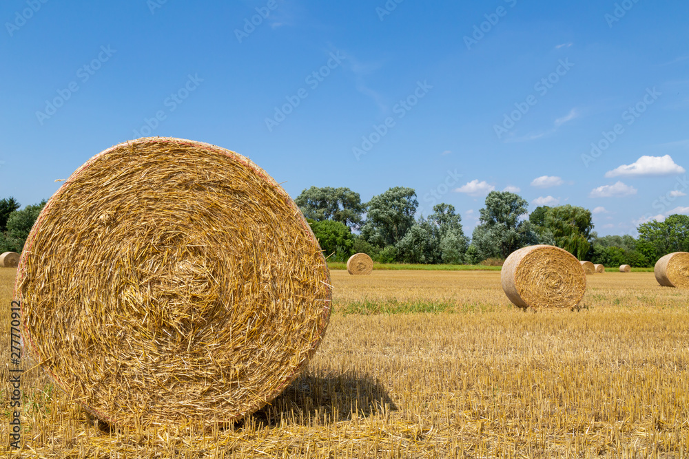 ein großes Feld mit vielen Strohballen, Erntezeit ein großes Feld mit vielen Strohballen, Erntezeit