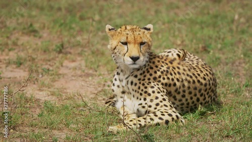 Cheetah resting in the grass